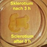 Sklerotium nach 3h