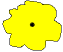 Zygote